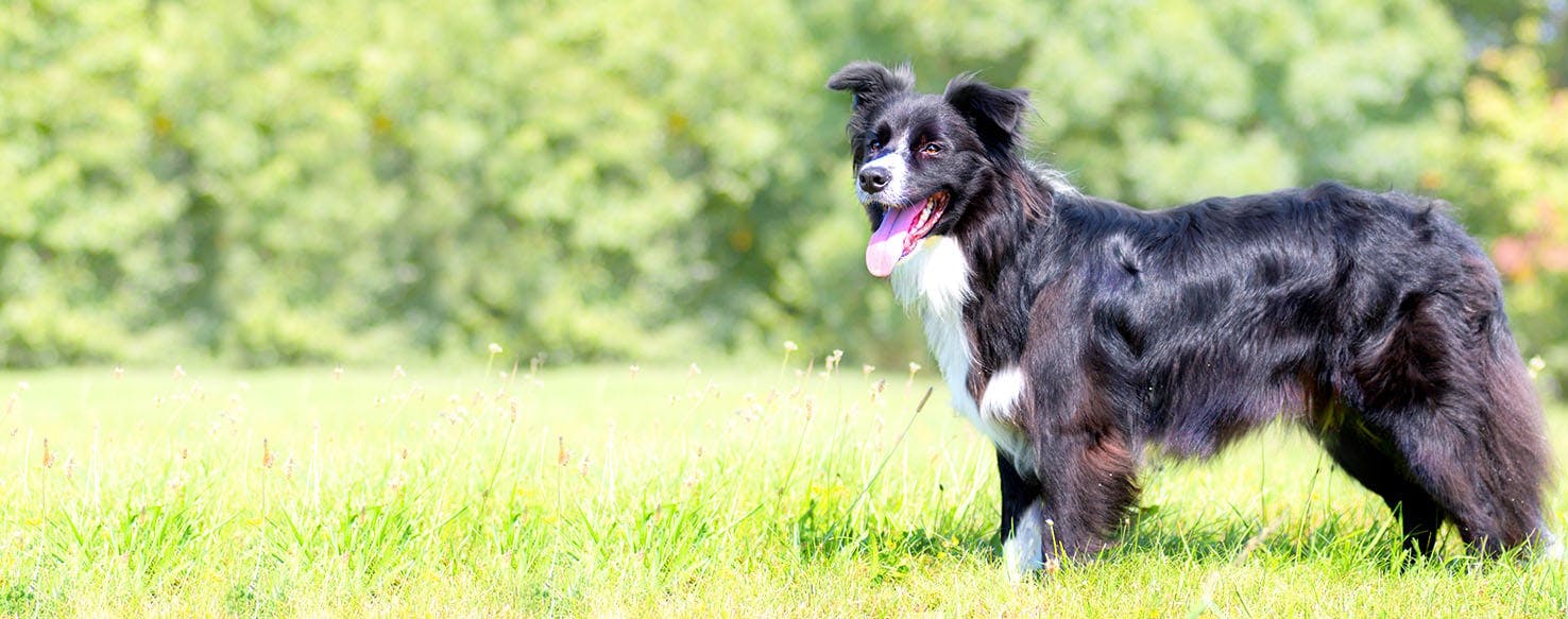 Dog Names That Start With Fl Popular Male And Female Names Wag 